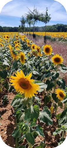 IMG_20200723_154722 - icone